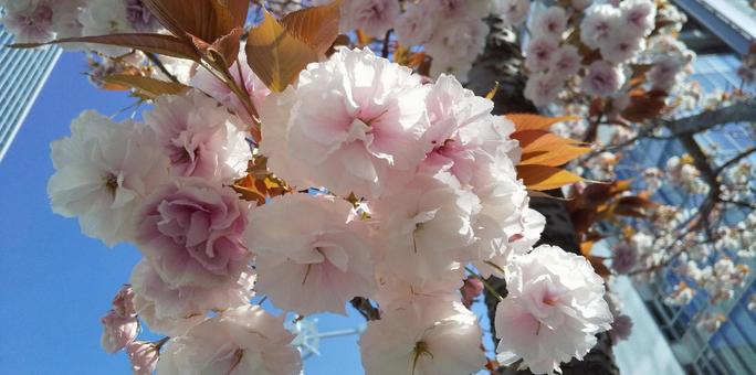 Flower Calendar: Double Cherry Blossoms (Uzuki, near Shibaura), JPG