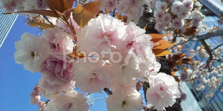 花暦　八重桜（卯月　芝浦付近） 春,風景,木の写真素材