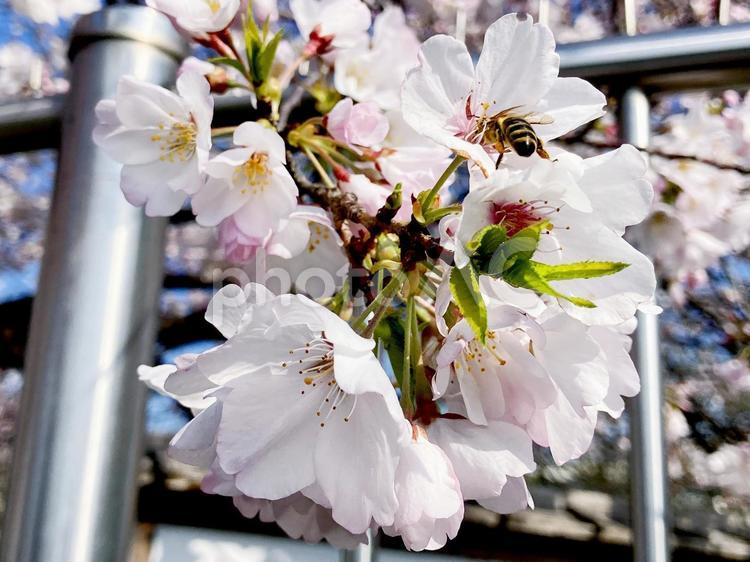 桜 桜,花見,満開の写真素材
