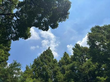 夏 空イメージ 夏 空イメージ 夏,空,青空の写真素材