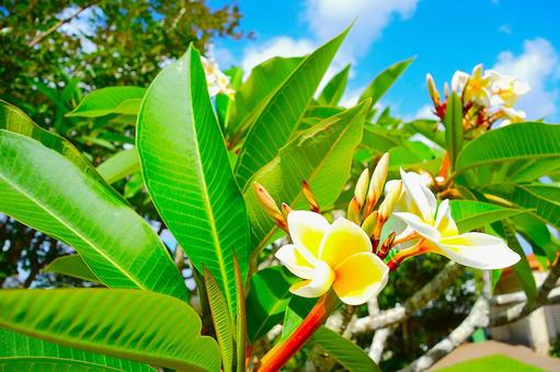 プルメリア 20 プルメリア,フランジパニ,花の写真素材