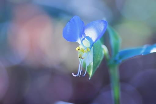 光を浴びて輝くツユクサの花 光を浴びて輝くツユクサの花の写真