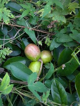 あけび あけび,うんべ,果物の写真素材