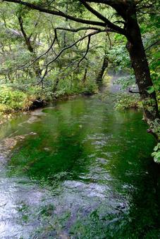 美しい緑の川 美しい緑の川 川,河,景色の写真素材