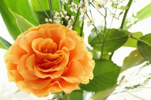 薔薇 薔薇の写真