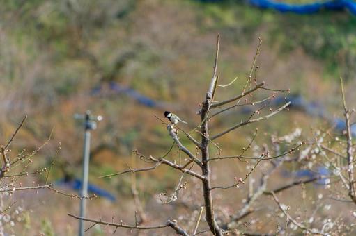 A great tit perched on a plum branch, JPG A great tit perched on a plum branch, JPG