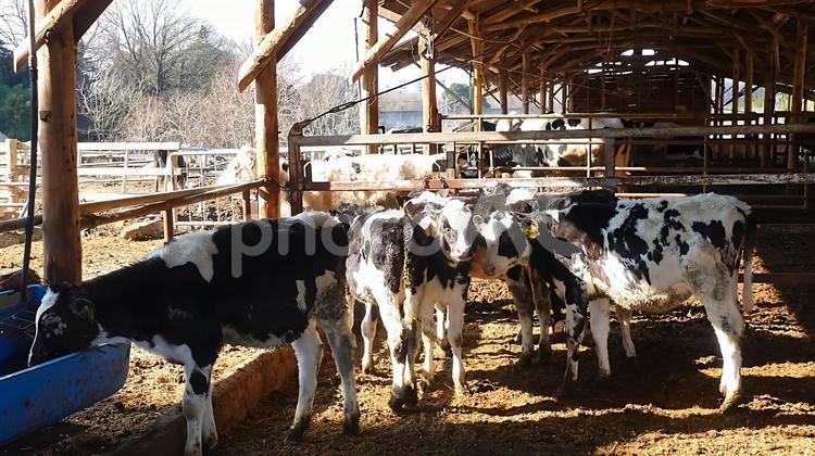 餌を食べる仔牛 牛,子供,肉牛の写真素材