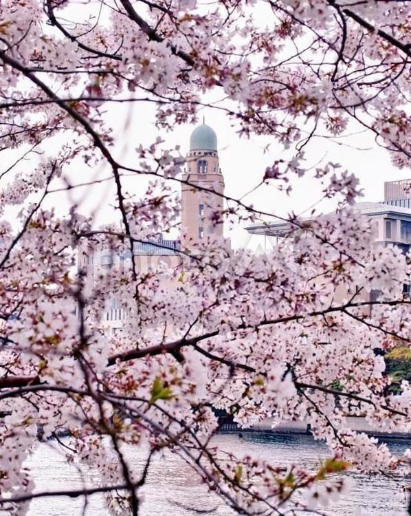 桜とクイーン 桜,クイーン,横浜税関の写真素材