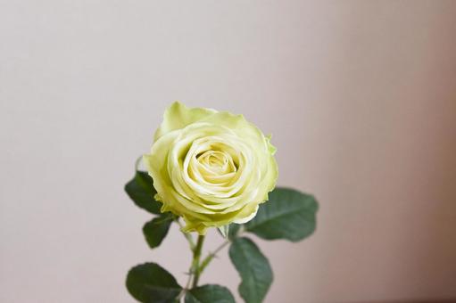 Photo, green, roses, rose, 