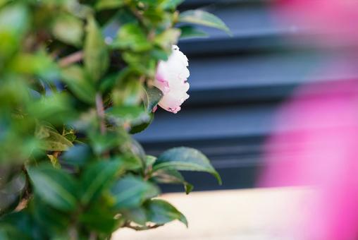 ひっそりと咲く可憐な朝倉山茶花 ひっそりと咲く可憐な朝倉山茶花の写真