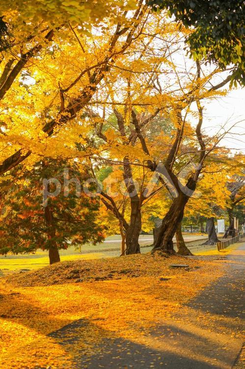 木漏れ日 紅葉,奈良公園,秋の写真素材
