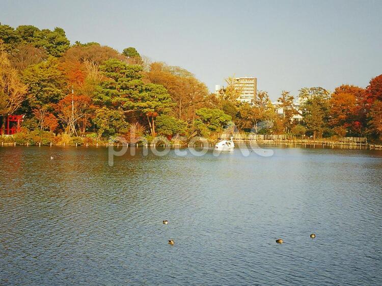 洗足池公園 洗足池,洗足池公園,洗足の写真素材
