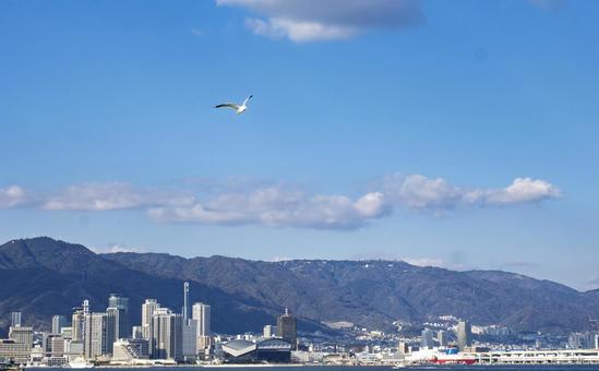 神戸港を飛ぶカモメ カモメ,野鳥,海鳥の写真素材