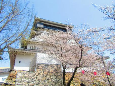 小倉城と桜 小倉城と桜 小倉城,城,桜の写真素材