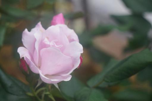 薔薇 薔薇の写真