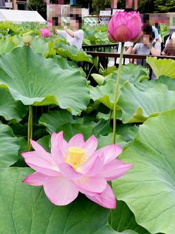 ハス ハス ハス,蓮,花びらの写真素材