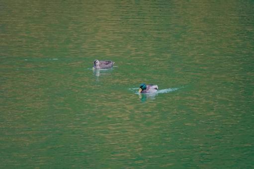 山の湖に遊ぶカモ 山の湖に遊ぶカモの写真
