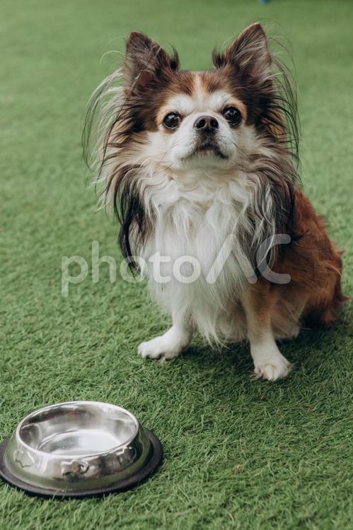 カメラ目線で座るチワワとエサ入れ チワワ,エサ入れ,犬の写真素材