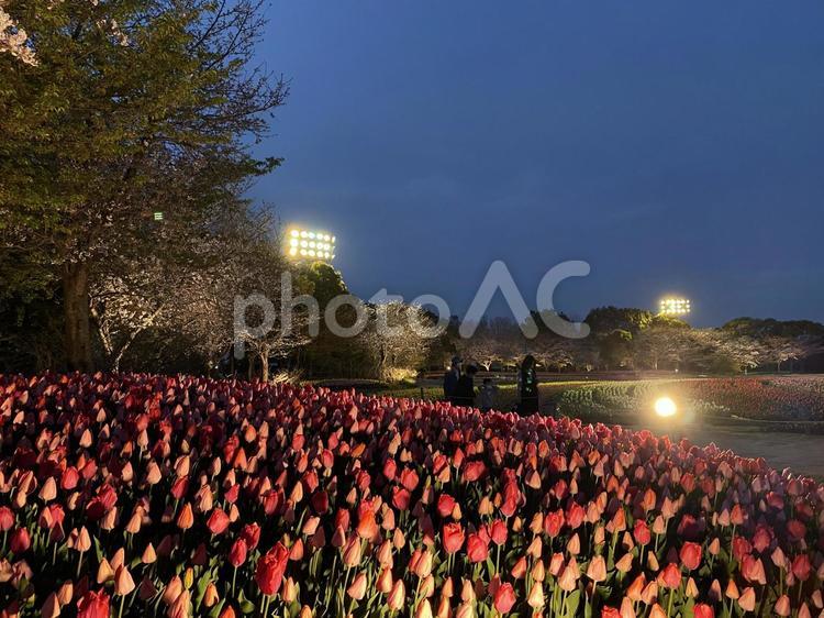 夜のチューリップ チューリップ,花,春の写真素材