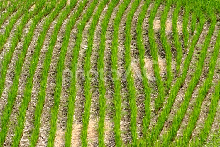 稲の切り株 稲,切り株,田んぼの写真素材