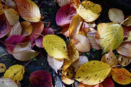 落ち葉 秋,紅葉,枯葉の写真素材