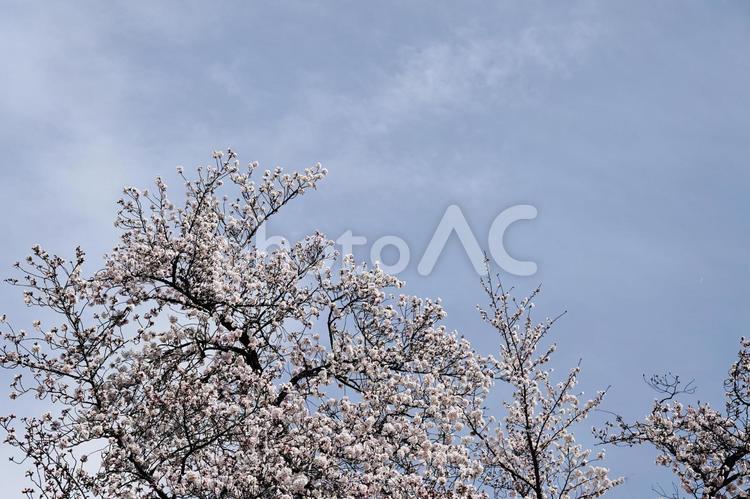 青空と春の桜の木 桜,サクラ,花の写真素材