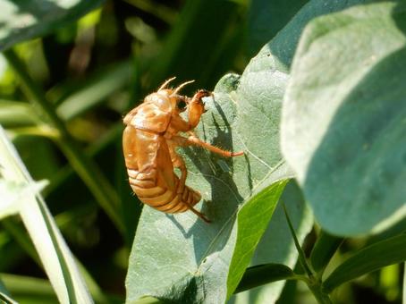 【昆虫写真】蝉の抜け殻 【昆虫写真】蝉の抜け殻の写真