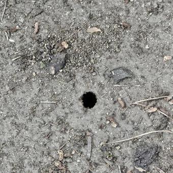 蝉が抜け出た穴 蝉が抜け出た穴の写真