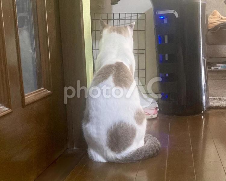 お座りをするシャムトラ猫さんの後ろ姿 猫,シャムトラ,微睡むの写真素材