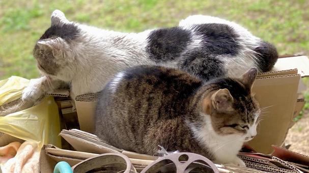 A pair of pheasant and white stray cats dozing on luggage in the garden, JPG A pair of pheasant and white stray cats dozing on luggage in the garden, JPG