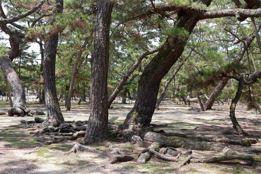 8月中旬のさぬき市津田の松原の松林 8月中旬のさぬき市津田の松原の松林の写真