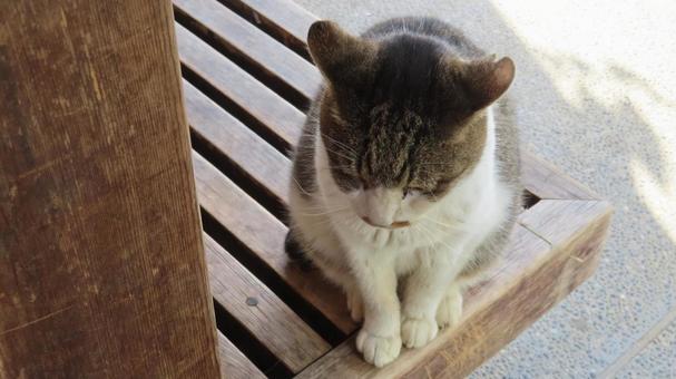 ベンチにお座りして休憩中のもふもふな猫 猫,キジシロ,お座りの写真素材