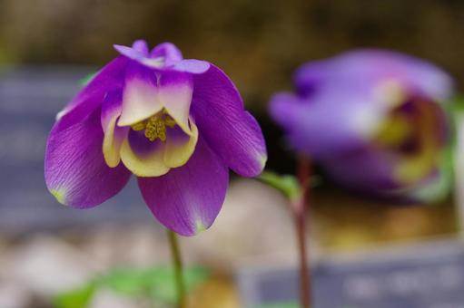 深山苧環　ミヤマオダマキ　高山植物 深山苧環,ミヤマオダマキ,高山植物の写真素材