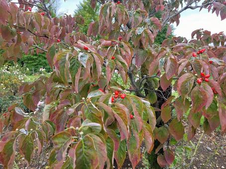 紅葉〜ハナミズキ〜 秋,紅葉,ハナミズキの写真素材