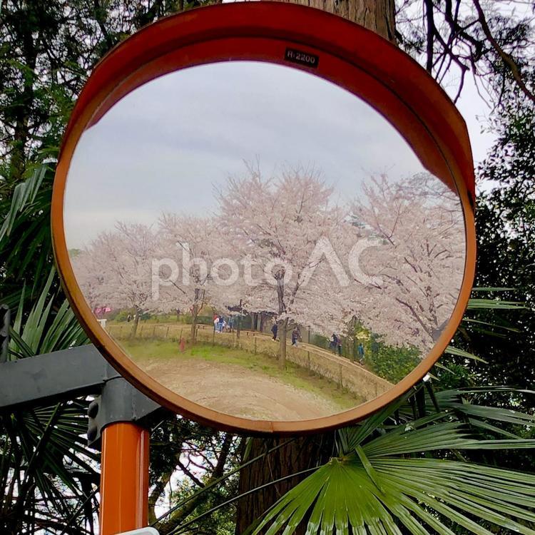 鏡と桜 カーブミラー,写る,反射の写真素材