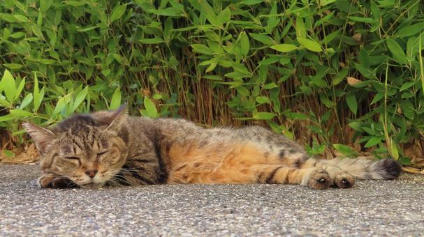 もふもふであざと可愛い眠り猫 もふもふであざと可愛い眠り猫 猫,キジトラ,眠り猫の写真素材