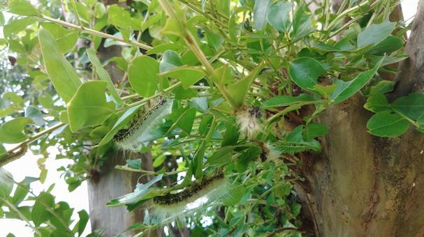Photo, kussan, larva, moth, 