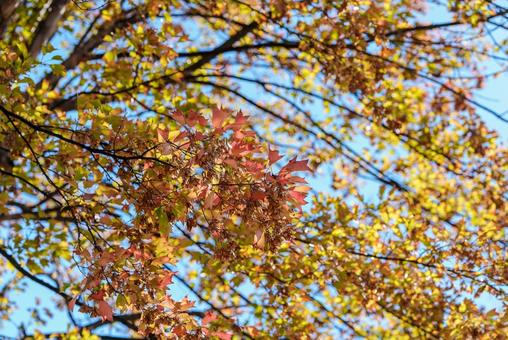 トウカエデ トウカエデ,紅葉,カラフルの写真素材
