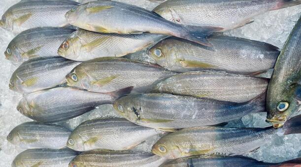 たくさんのイサキ 魚,イサキ,小魚の写真素材