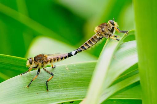 Photo, insect, shioyab, mating, 