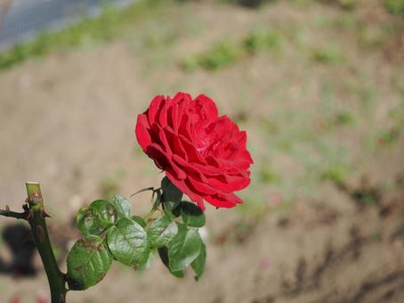 バラガーデンにて赤い薔薇を撮影した写真 バラガーデンにて赤い薔薇を撮影した写真の写真