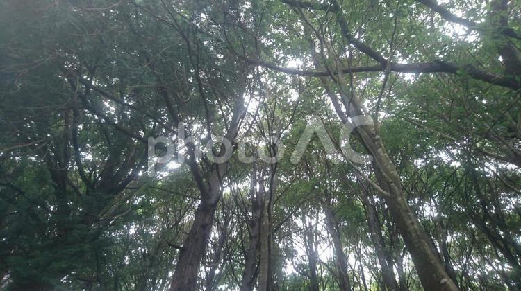 木漏れ日 木材,木,葉の写真素材