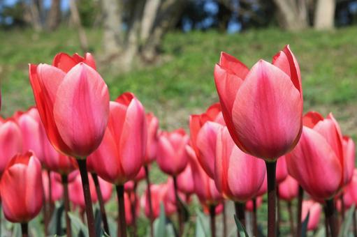 チューリップ チューリップの写真