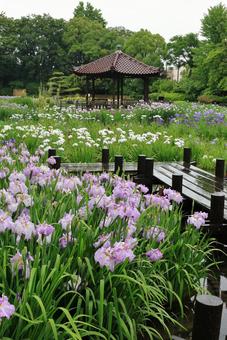 Iris flowers at Johoku Park, JPG