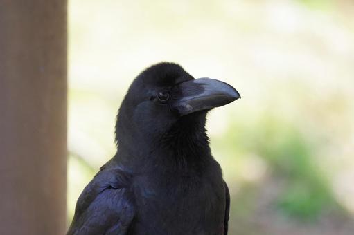 カラス カラスの写真