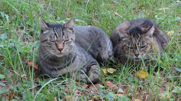 寄り添って寛ぐもふもふで可愛い猫様たち 寄り添って寛ぐもふもふで可愛い猫様たち 猫,キジトラ,寝そべるの写真素材