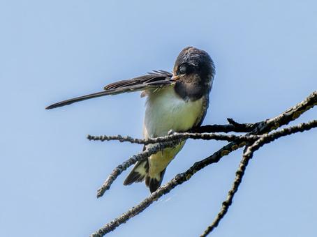 枝にとまるツバメ ツバメ,燕,野鳥の写真素材