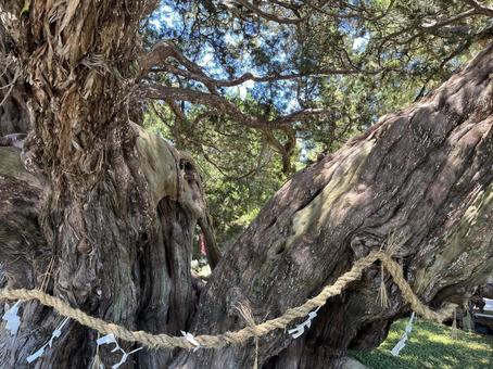 宝生院の神木 Sacred Tree 宝生院の神木 Sacred Tree 宝生院,小豆島,御神木の写真素材