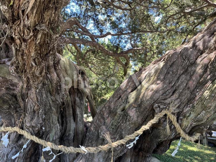 宝生院の神木 Sacred Tree 宝生院,小豆島,御神木の写真素材