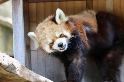 red panda, JPG